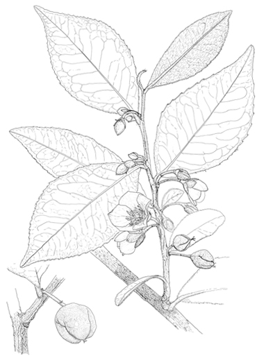 Visnea mocanera